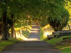 Central path Mount cemetery