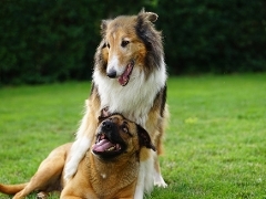 Happy dogs in a field