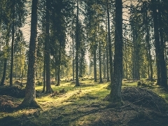 A picture of trees in a forest